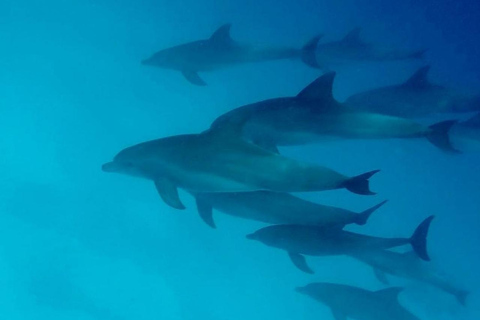 Zanzibar: Mnemba Dolphin Swim & Transparent Kayak with Drone