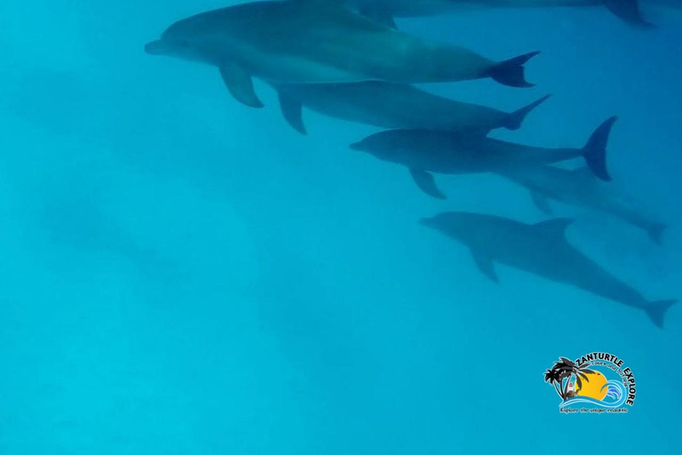 Zanzibar: Mnemba Dolphin Swim & Transparent Kayak with Drone