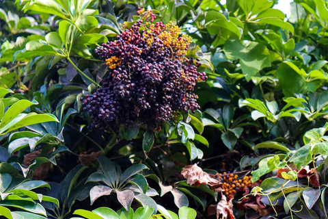 Lima: Wine adventure, Pisco Tasting tour, Snacks & transport