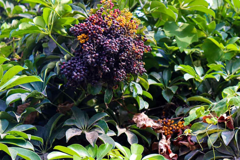 Lima: Wine adventure, Pisco Tasting tour, Snacks & transport