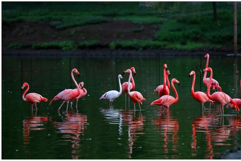 From Batumi: Georgian Amazon & Kolkheti Park Tour