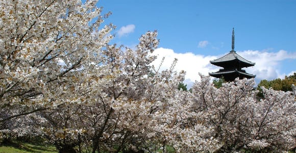 Seasonal Splendor – Kyoto Cherry Blossoms (Spring Only)
