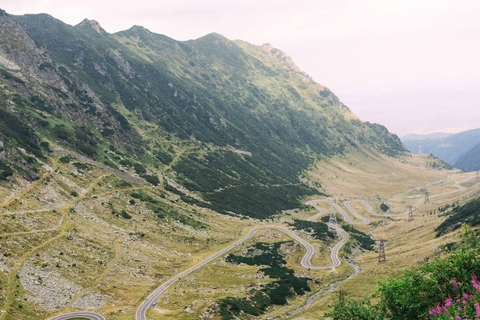 Transfagarasan Drive & Wild Bear Experience from Brasov