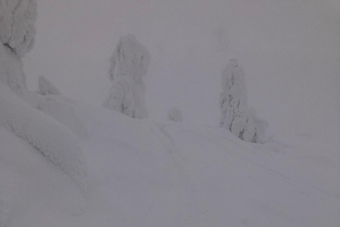 Levi: Snöskovandring: Tomtens stuga och picknick i natursköna omgivningar