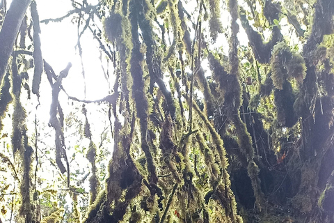 Private Guided Mossy Forest Tour & Malaysia Transfer