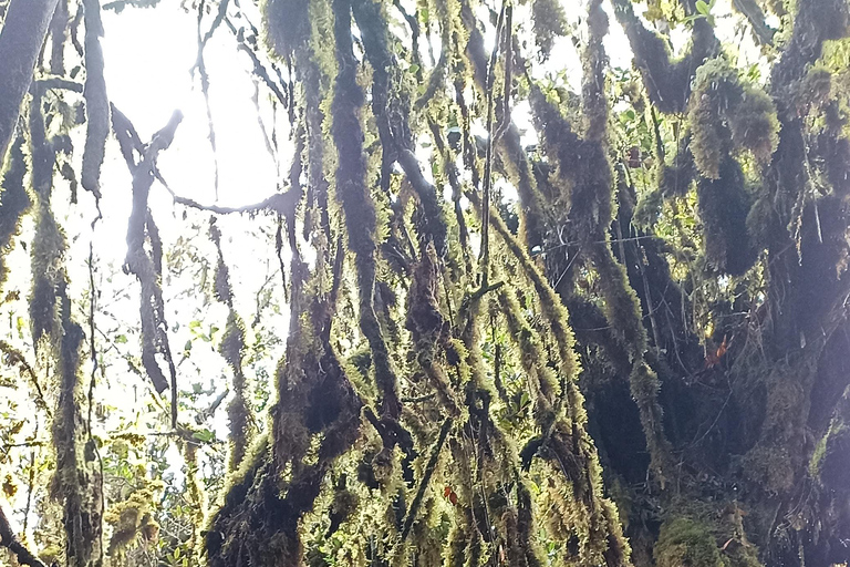 Private Guided Mossy Forest Tour & Malaysia Transfer