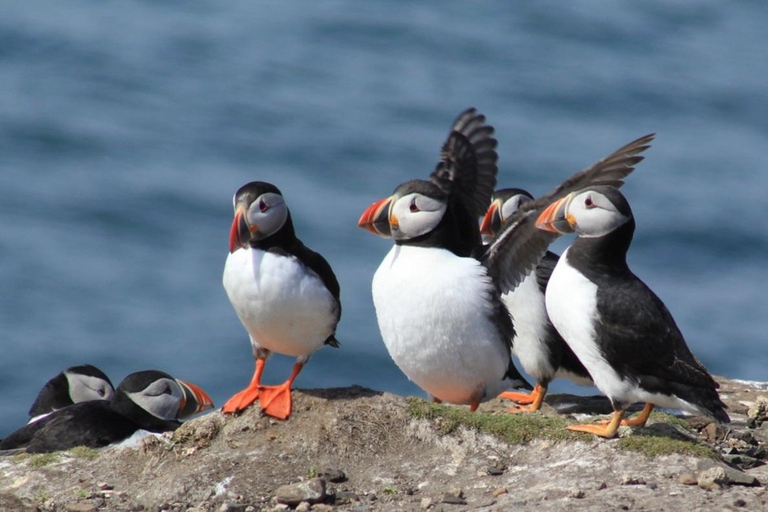 Seahouses: Longstone Lighthouse and Farne Islands Tour