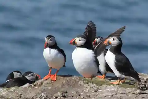 Seahouses: Farne Islands and Longstone Lighthouse Tour
