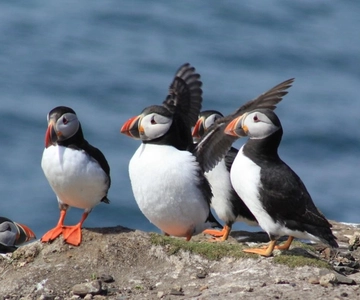 Seahouses: Excursão às Ilhas Farne e ao Farol de Longstone