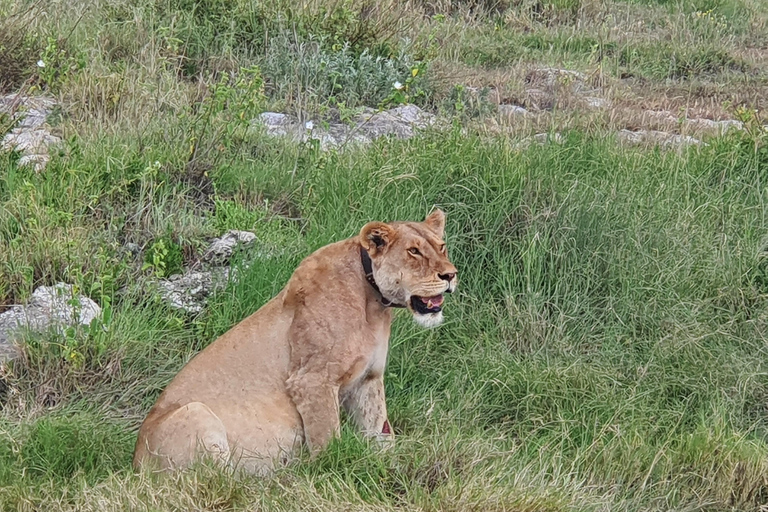 Tanzania: 4-dniowa luksusowa wycieczka safari z zakwaterowaniem