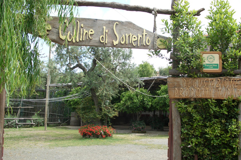 Sorrento: Walking Tour in Lemon Garden w/ Food Tasting