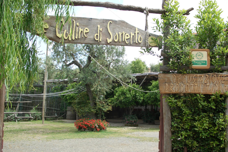 Sorrento: Walking Tour in Lemon Garden w/ Food Tasting