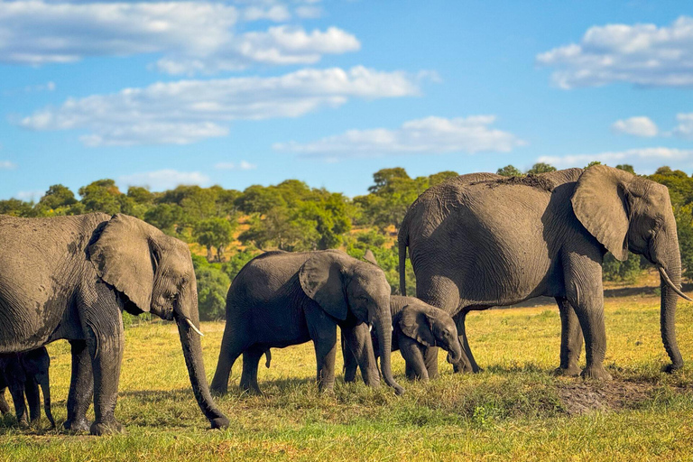 Victoria Falls: Chobe National Park Safari & Dinner Show