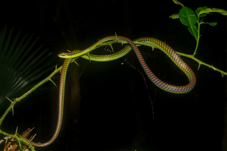 Jungle Night Tour : Finding Snakes and Night Species Jungle Night Tour : Finding Snake and night species