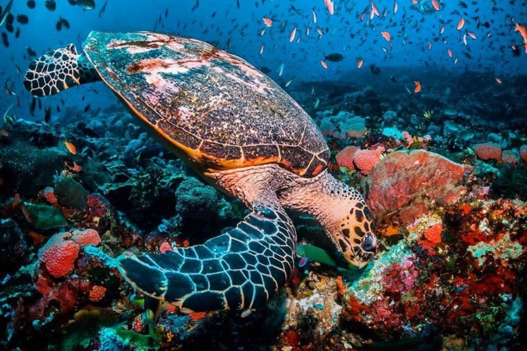 Schnorcheln mit Meeresschildkröten, Reiten