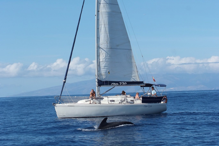 Tenerife: 3 h de avistamiento de ballenas en yate privado