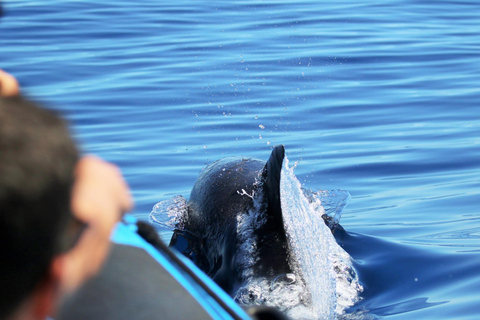 Whale and Dolphin Watching with Vila Franca Islet Visit