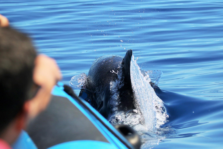 Whale and Dolphin Watching with Vila Franca Islet Visit