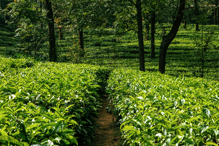 卢旺达传统与现代饮品之旅