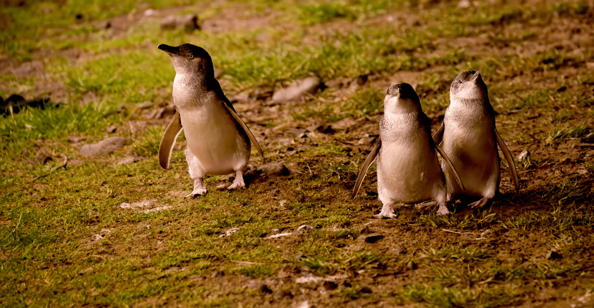From Melbourne: Penguin Parade Afternoon Tour photo 2