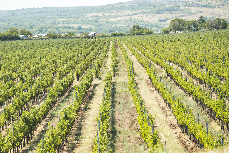Bucharest: Tour The Wine Road, 2 Boutique Wineries in 1 Day