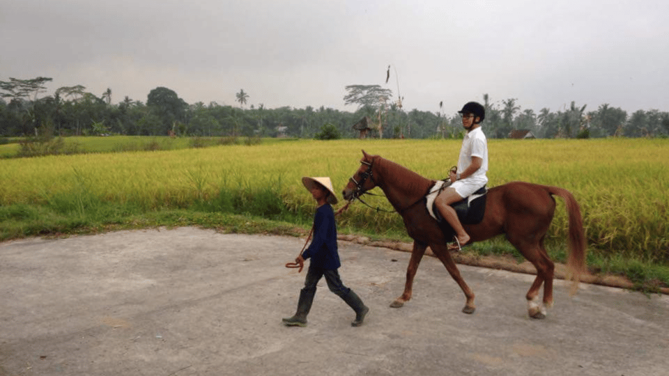 Ubud 1 Hour Countryside Horse Riding with Rice Field View GetYourGuide