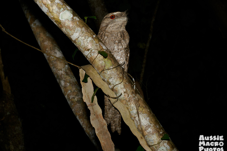 Cairns: caminata nocturna en el jardín botánico de Cairns