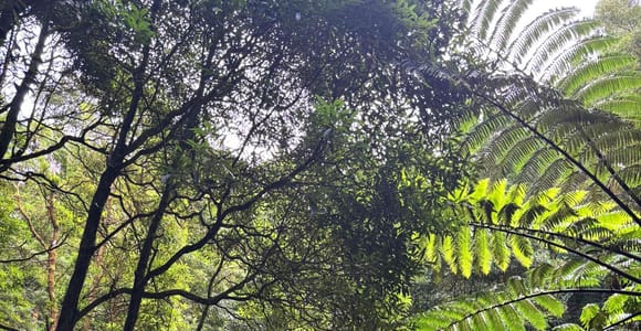 Azores: Janela do Inferno, Caldeira Velha Guided Hiking Tour