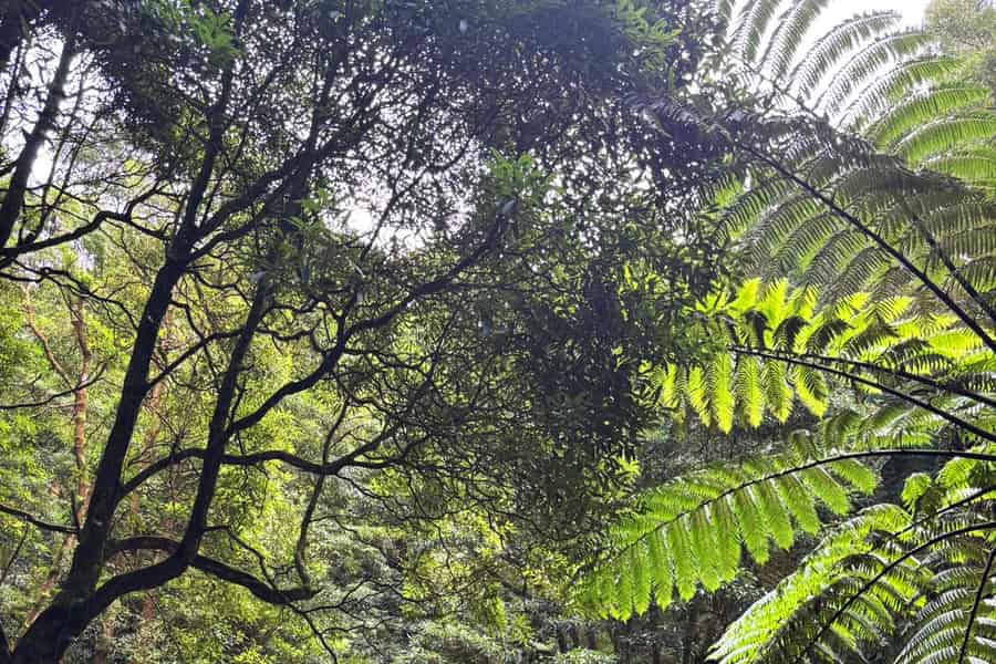 Ribeira Grande: Passeio guiado de caminhada pela Janela do Inferno e Caldeira Velha