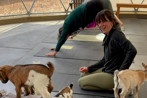 Goat Yoga Near Glacier National Park