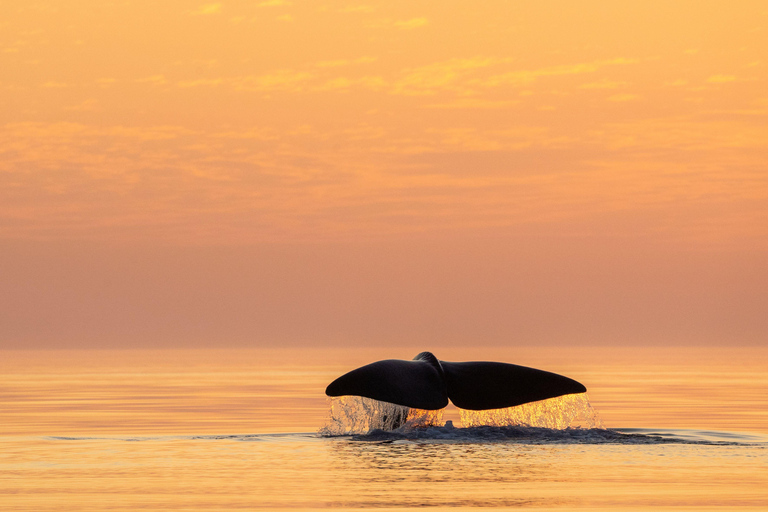 From Tromsø: Whale watching safari to Skjervøy