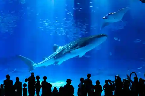 Okinawa: Bustour zum Churaumi Aquarium mit Sightseeing
