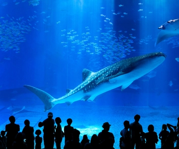 沖縄：美ら海水族館観光付きバスツアー