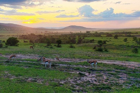 3-Day 2-Nights Maasai Mara Big 5 Safari All Inclusive