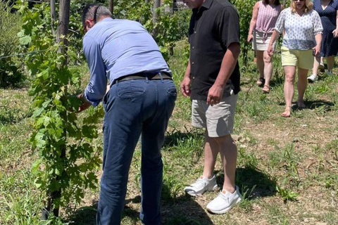 Positano: Cooking class and tasting with a view of Li Galli Positano: Cooking class and tasting with a view of the Li Galli