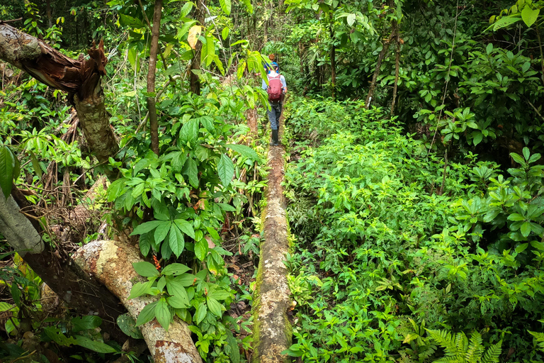 Experiencia completa en la selva