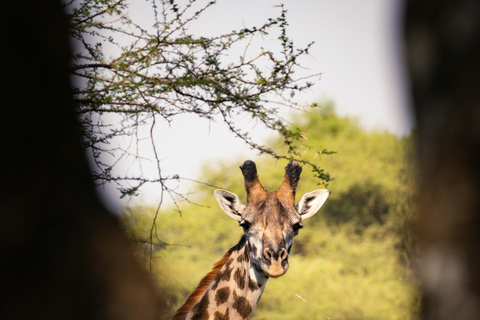 AB ARUSHA: 3-TÄGIGE TANZANIA TASTE MIDRANGE SAFARIAB ARUSHA: 3-TÄGIGE TANSANIA TASTE MIDRANGE SAFARI