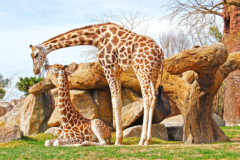 Nairobi: Urban Safari with Lunch and Rooftop Sundowner