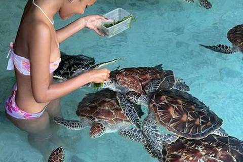 桑给巴尔：石头城、监狱岛和萨拉姆洞海龟