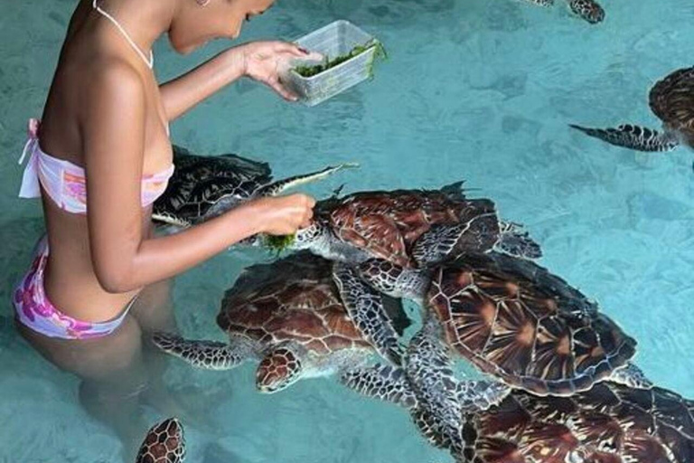 桑给巴尔：石头城、监狱岛和萨拉姆洞海龟