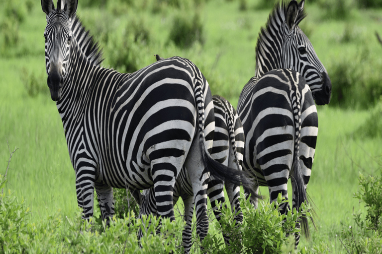 Zanzibar: Mikumi National Park Safari with Flight