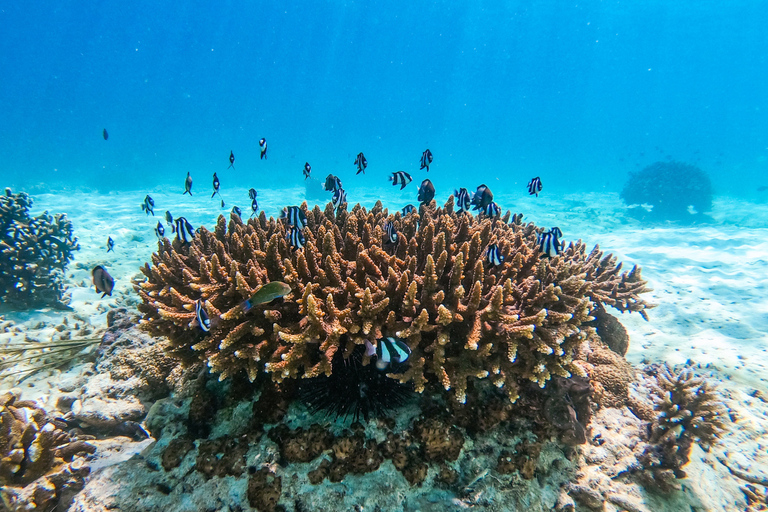 Puerto Plata Paradise Island and Cayo Arena Snorkeling Tour Paradise Island Tour
