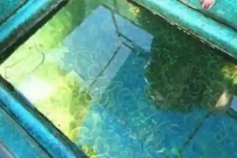 Passeio de barco com fundo de vidro em Trincomalee