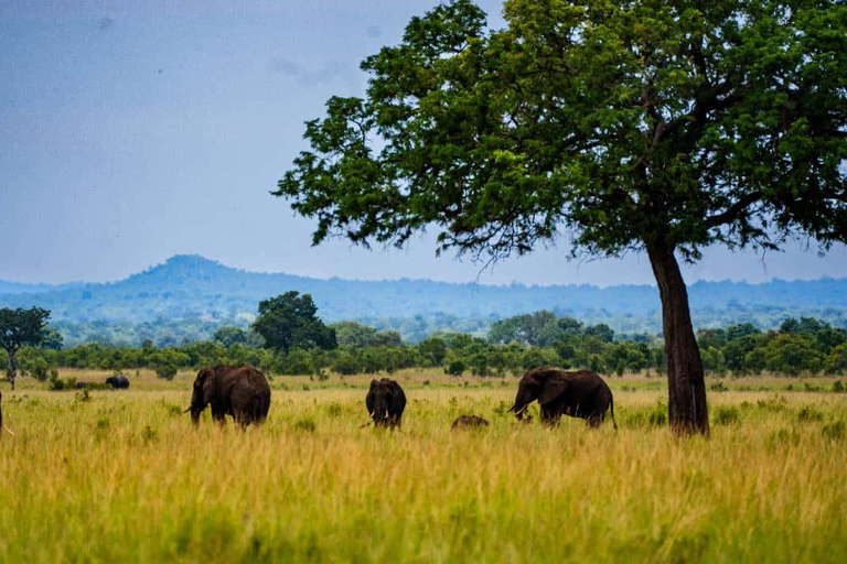 From Zanzibar: Mikumi Safari Day Trip with Flights and Lunch Mikumi Shared Safari without hotel transfer