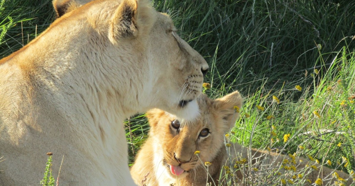 Safari D Une Journ E Addo Et Dans La R Serve Priv E Avec D Ner Boma