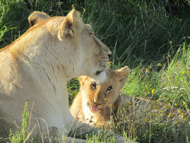 Visit Full Day Addo and Private Reserve Safari with Boma Dinner in Eastern Cape Coast