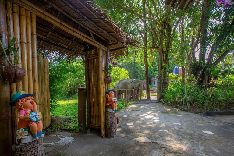 Phuket: Visita guiada al Santuario de Elefantes con traslados al hotel