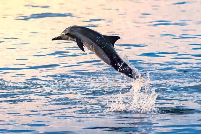 Dolfijnen kijken & snorkelen Muscat (3 uur)