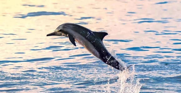 Muscat: Dolphin Watch & Snorkel Excursion