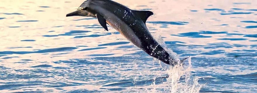 Mascate : Excursion pour observer les dauphins et faire de la plongée en apnée